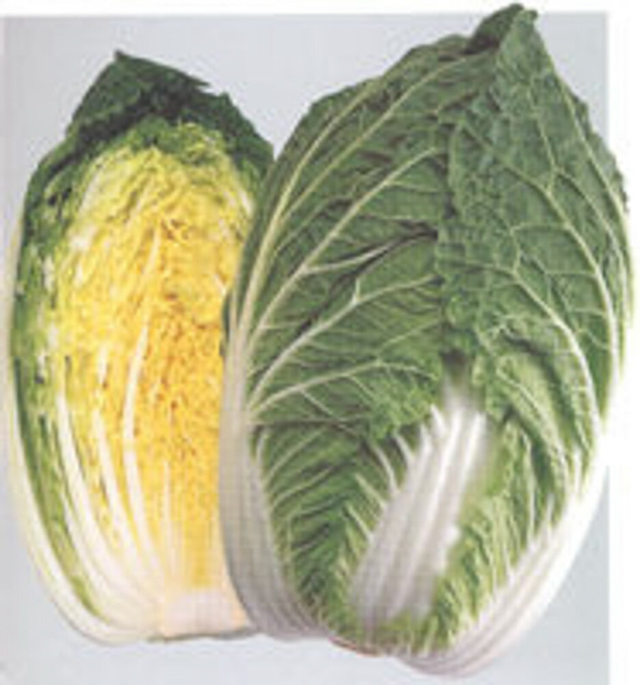 黄ごころ65白菜(き・65) タキイ交配 5ml 白菜 ハクサイ はくさい【タキイ 種 たね タネ】【通常5倍 5のつく日はポイント10倍】