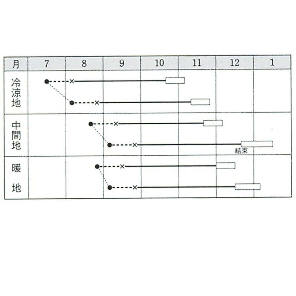 黄ごころ80白菜(き・80) タキイ交配 L5千粒5センR 白菜 ハクサイ はくさい【タキイ...