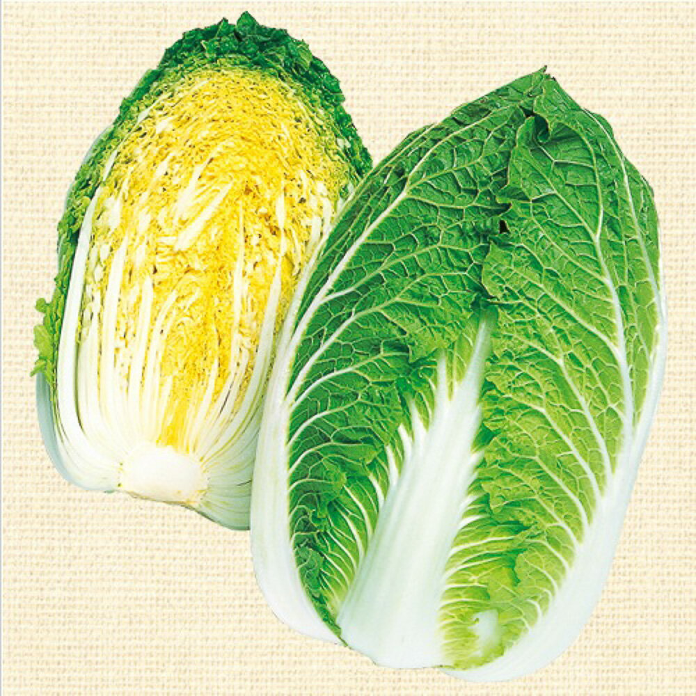 耐寒性晩抽性にすぐれる黄芯系！冬どりの中晩生種！