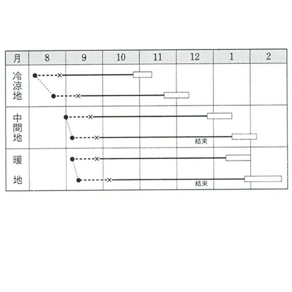 黄ごころ90白菜 タキイ交配 L5千粒5センR 白菜 ハクサイ はくさい【タキイ 種 たね...