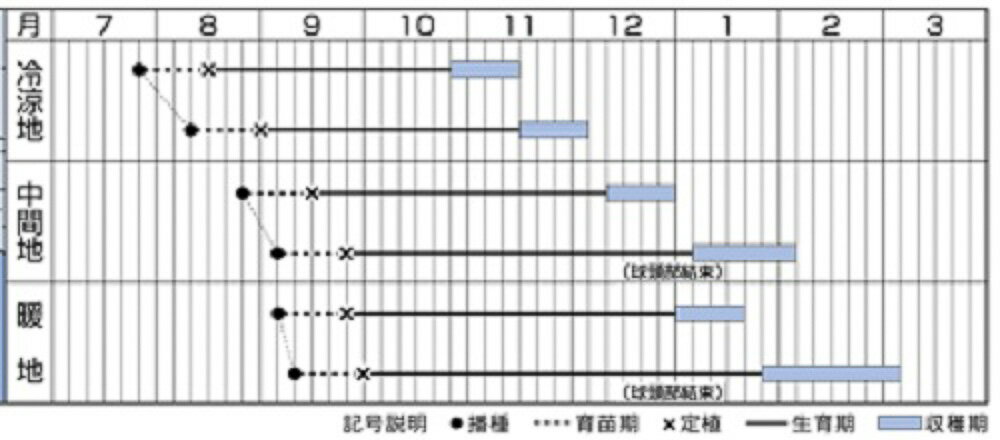 きらぼし90白菜 タキイ交配 20ml 白菜 ハクサイ はくさい【タキイ 種 たね タネ】...