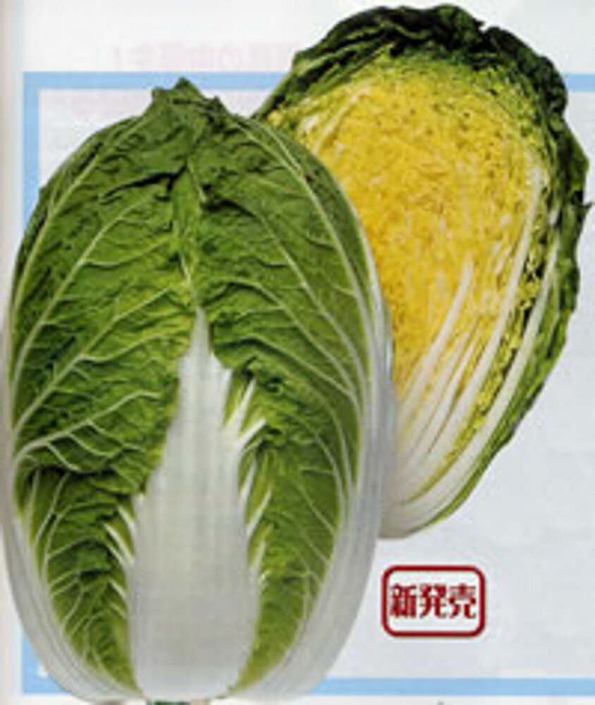 抜群の耐病性！春?初夏どりの晩抽系黄芯早生種！