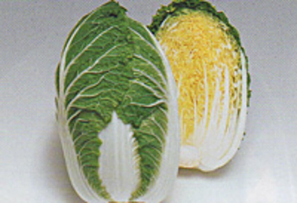 樂天商城 - 晴黄75白菜 タキイ交配 L5千粒5センR 白菜 ハクサイ はくさい【タキイ 種 たね タネ】【通常5倍 5のつく日はポイント10倍】