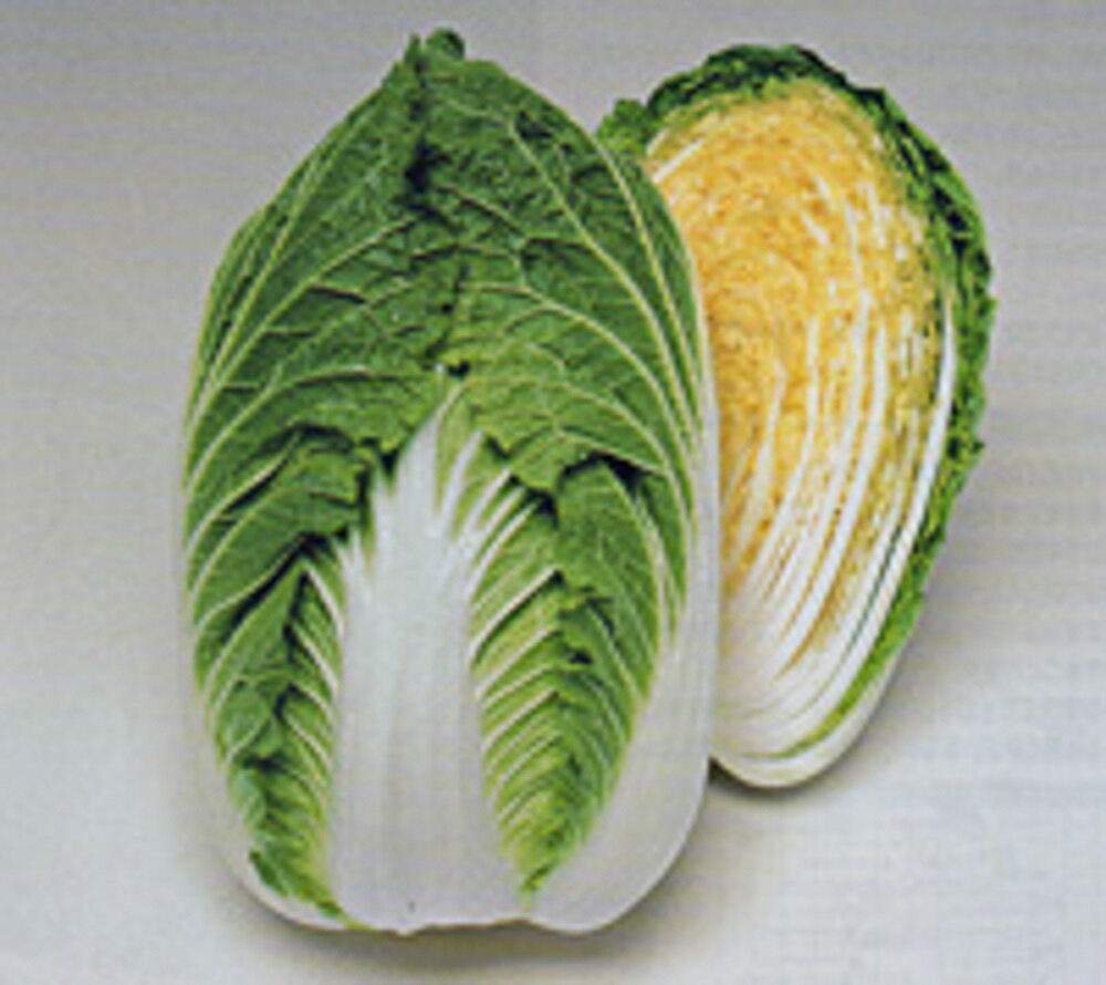 晴黄85白菜 タキイ交配 20ml 白菜 ハクサイ はくさい【タキイ 種 たね タネ】【通常5倍 5のつく日はポイント10倍】