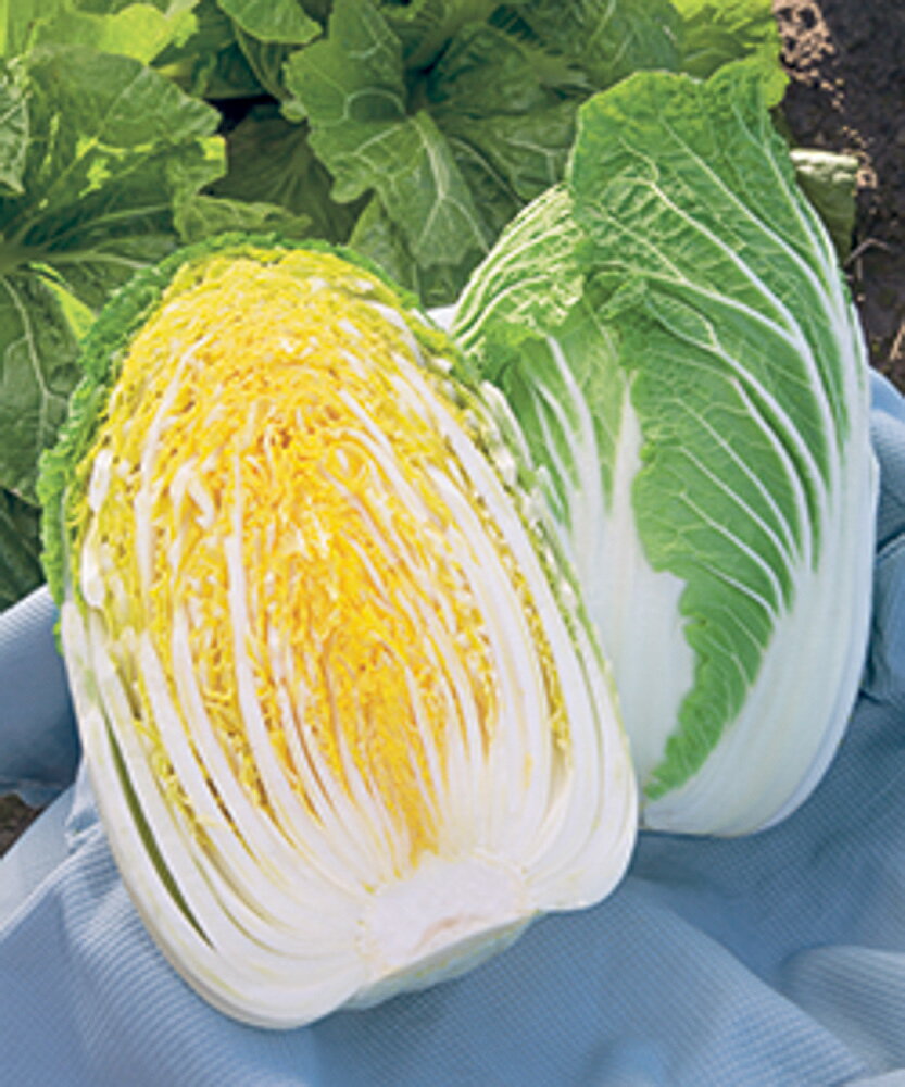 低温結球性晩抽性にすぐれ、遅まき遅植え可能な早春どり黄芯早生種！