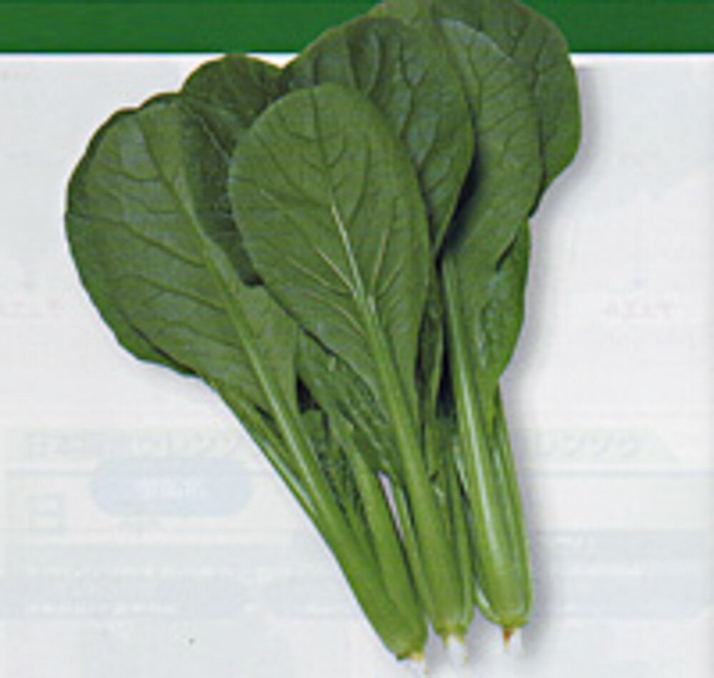 菜々美小松菜 タキイ交配 2dlスタンドパック200ml 小松菜 コマツナ こまつな【タキイ 種 たね タネ】【通常5倍 5のつく日はポイント10倍】