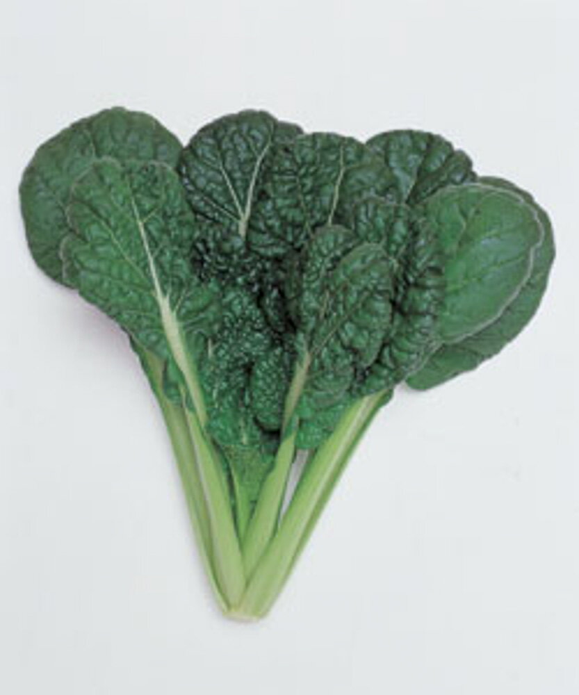 みそめちぢみ菜 タキイ交配 2dlスタンドパック200ml みそめ ミソメ ちぢみ菜【タキイ 種 たね タネ】【..