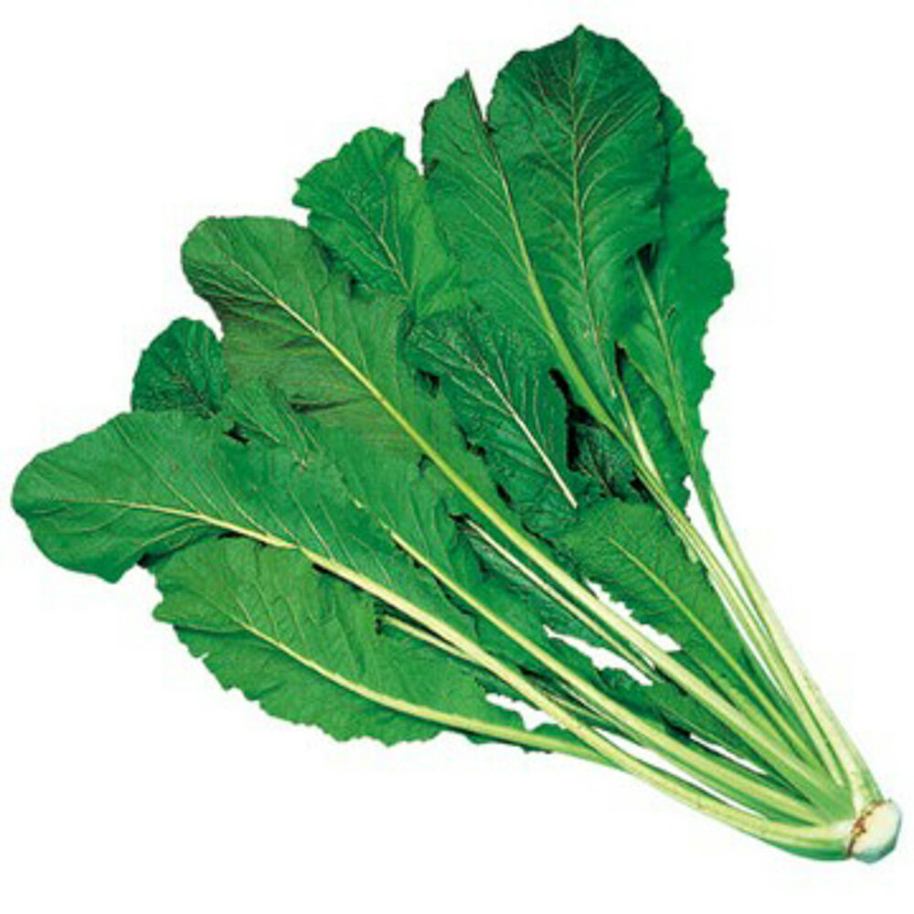 野沢菜 1L 野沢菜 のざわな【タキイ 種 たね タネ】【通常5倍 5のつく日はポイント10倍】