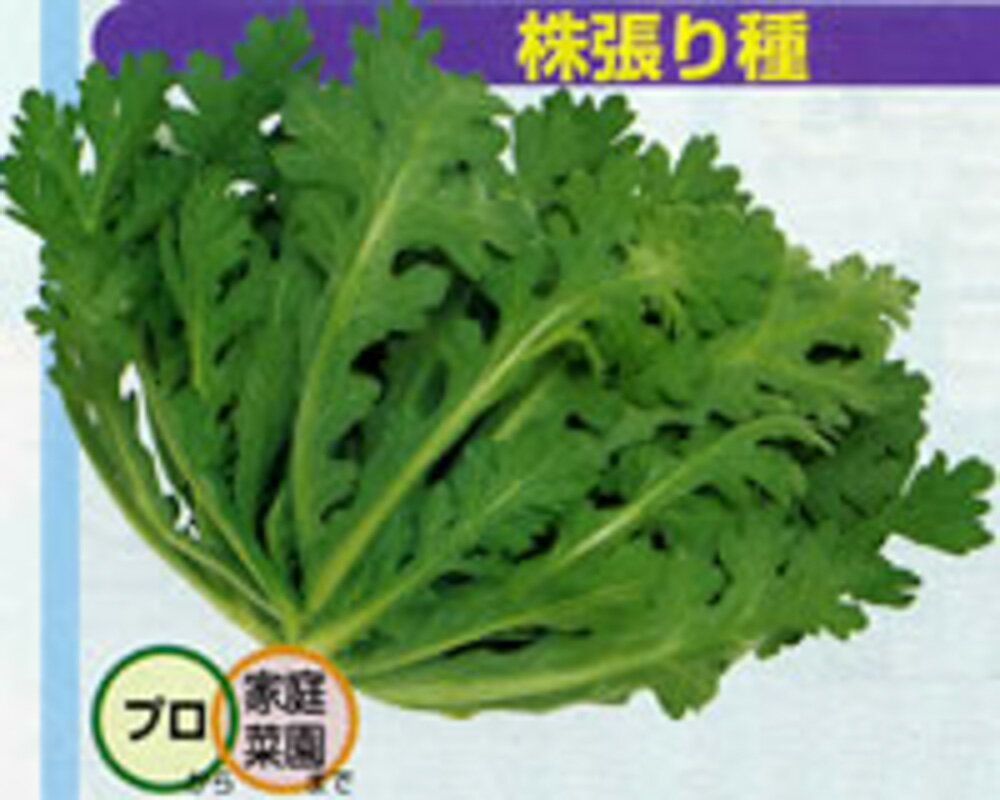 樂天商城 - 菊次郎春菊 タキイ交配 1L 春菊 シュンギク【タキイ 種 たね タネ】【通常5倍 5のつく日はポイント10倍】