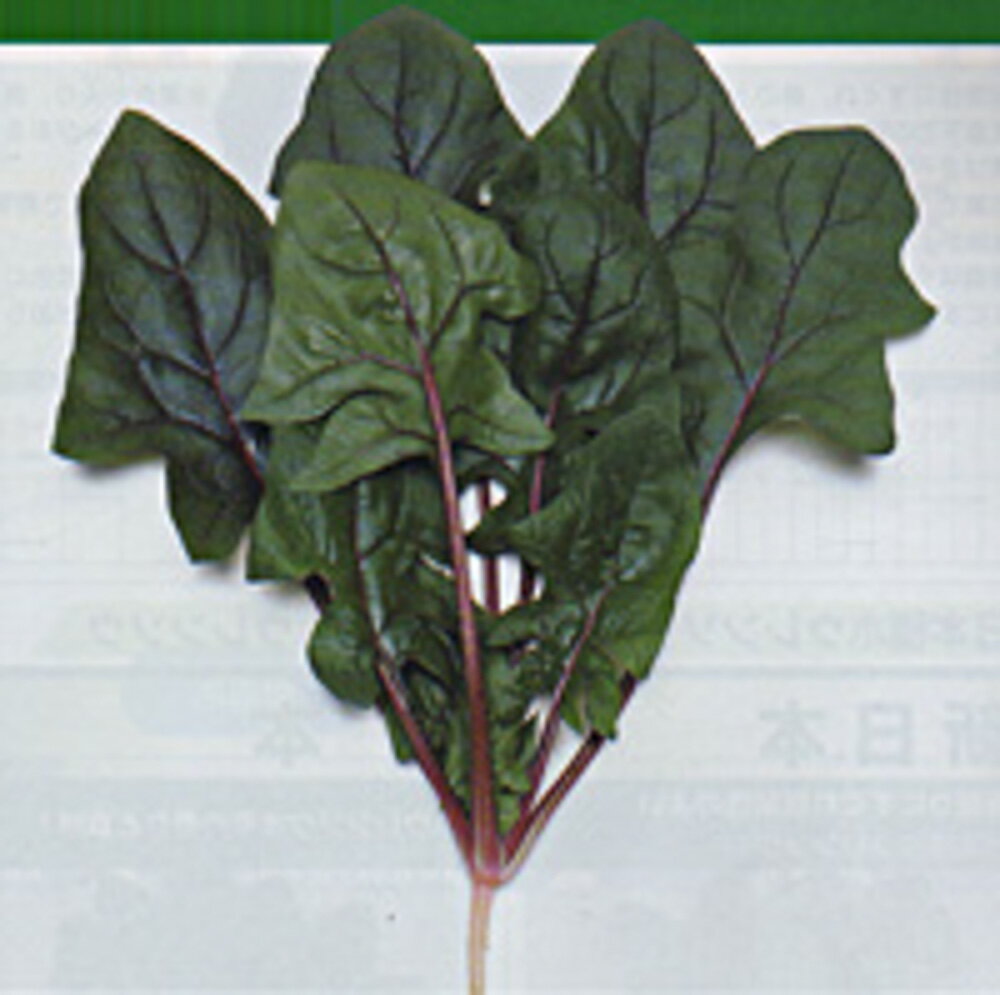 樂天商城 - 早生サラダあかり法蓮草 タキイ交配 1L ほうれん草 法蓮草 ホウレンソウ ほうれんそう【タキイ 種 たね タネ】【通常5倍 5のつく日はポイント10倍】