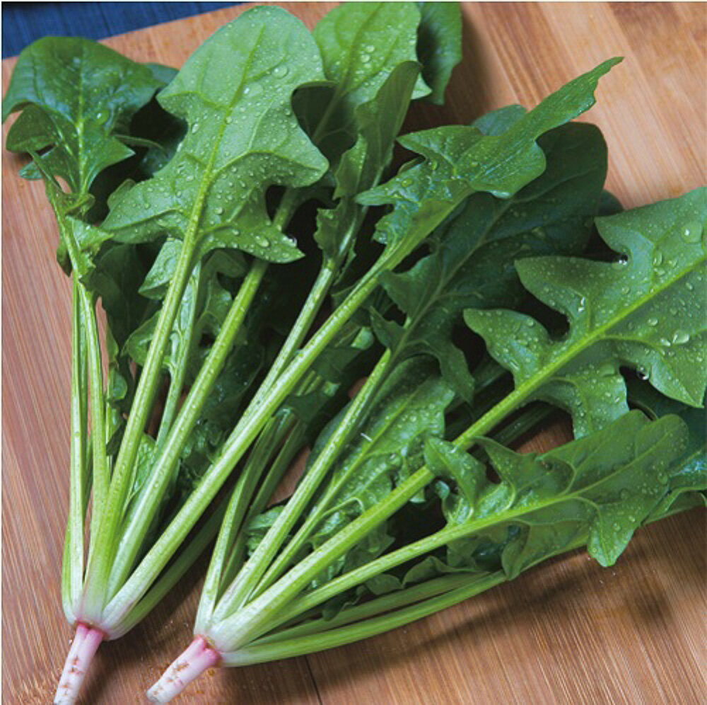 乐天商城 - 冬ごのみ法蓮草 タキイ交配 1L ほうれん草 法蓮草 ホウレンソウ ほうれんそう【タキイ 種 たね タネ】【通常5倍 5のつく日はポイント10倍】
