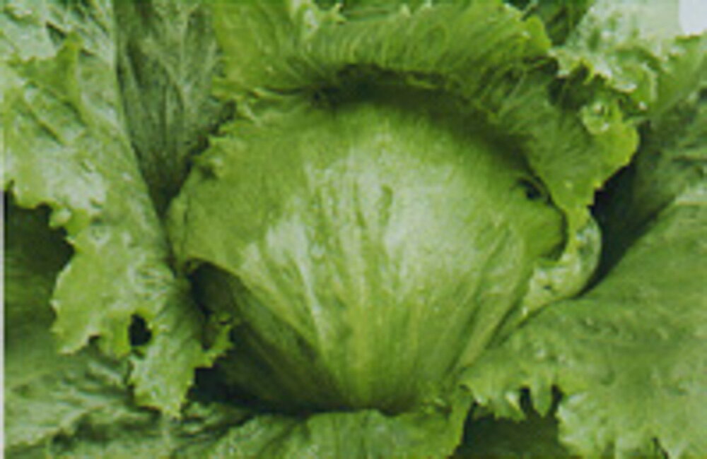 レタス ウイザード タキイ育成 L5千粒5センR レタス【タキイ 種 たね タネ】【通常5倍 5のつく日はポイント10倍】