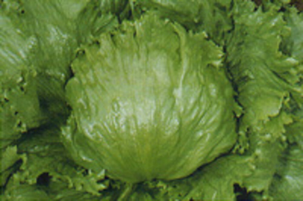 ・初夏・夏・秋どりの栽培に幅広く適応する晩抽・早生種。・気温による球の形状の乱れが少ない。