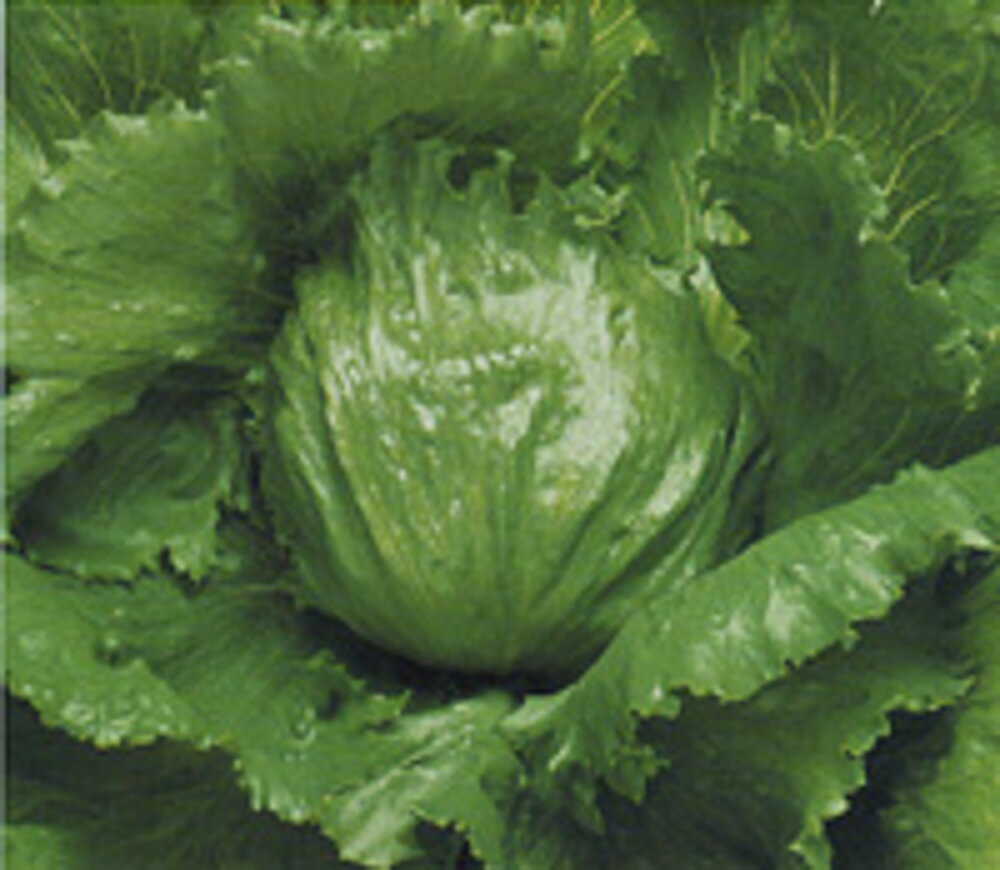 レタス サーマルスター タキイ育成 PVP L5千粒5センR レタス【タキイ 種 たね タネ】【通常5倍 5のつく日はポイント10倍】