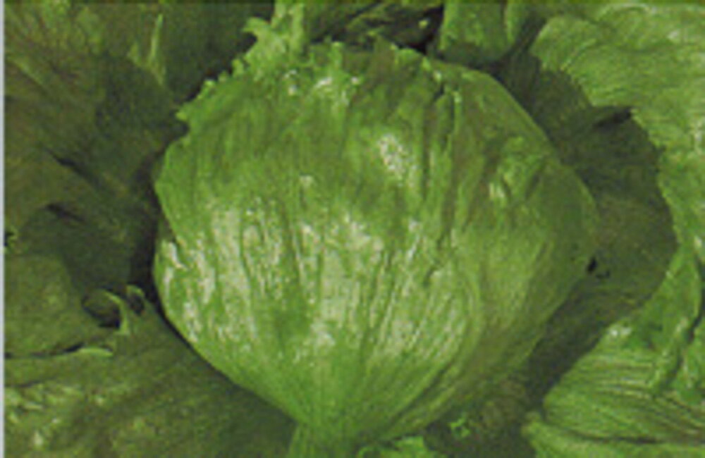 レタス シスコF タキイ育成 L5千粒5センR レタス【タキイ 種 たね タネ】【通常5倍...