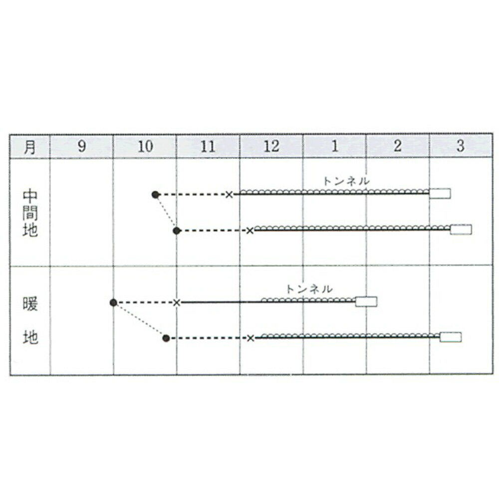 レタス シスコF タキイ育成 L5千粒5センR レタス【タキイ 種 たね タネ】【通常5倍...