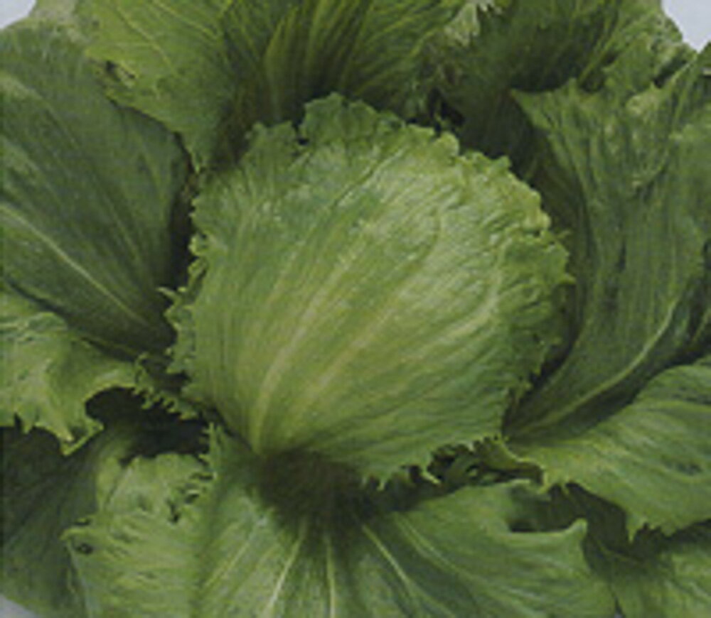 樂天商城 - レタス シスコビバ タキイ育成 PVP L5千粒5センR レタス【タキイ 種 たね タネ】【通常5倍 5のつく日はポイント10倍】