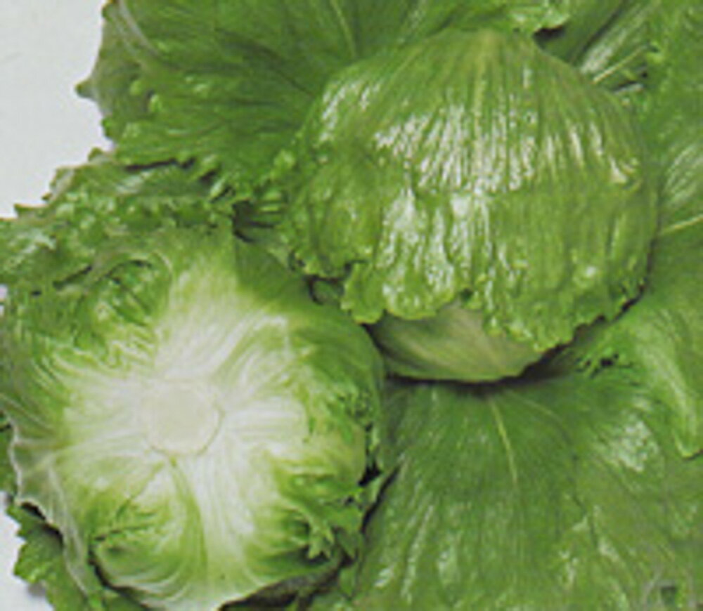 樂天商城 - レタス スターレイ タキイ育成 PVP L5千粒5センR レタス【タキイ 種 たね タネ】【通常5倍 5のつく日はポイント10倍】