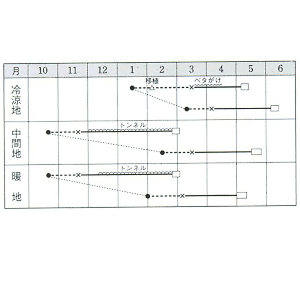 レタス バークレー タキイ育成 20ml レタス【タキイ 種 たね タネ】【通常5倍 5の...