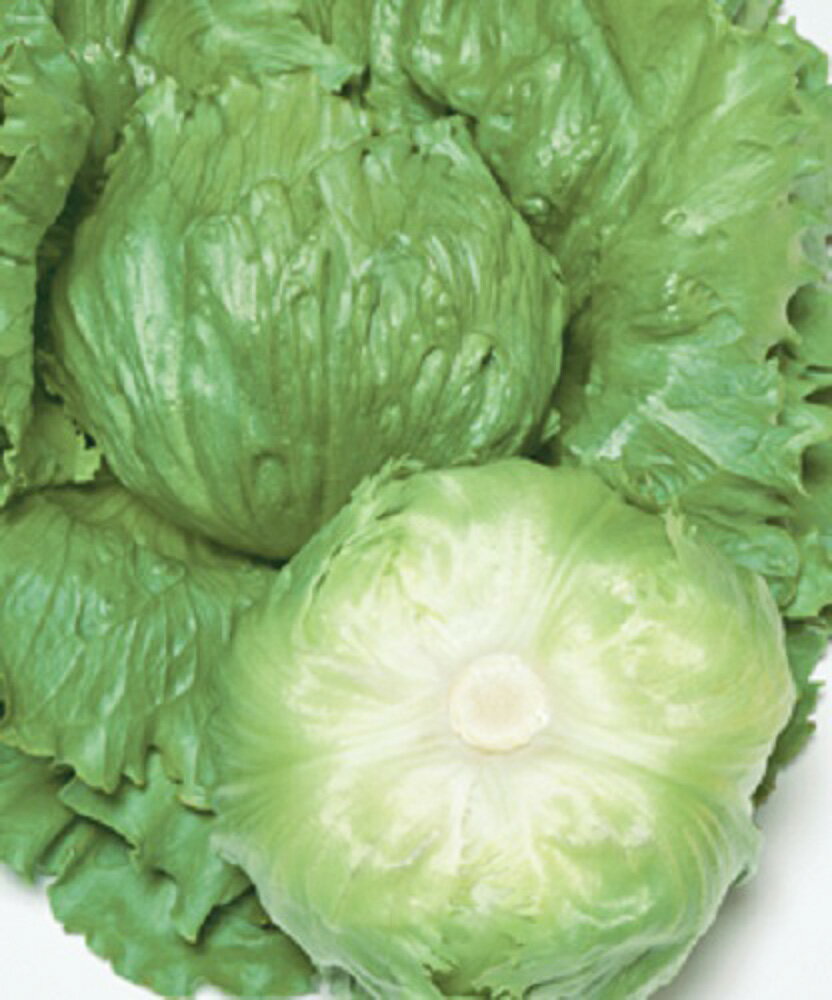 樂天商城 - レタス パスポート タキイ育成 PVP L5千粒5センR レタス【タキイ 種 たね タネ】【通常5倍 5のつく日はポイント10倍】