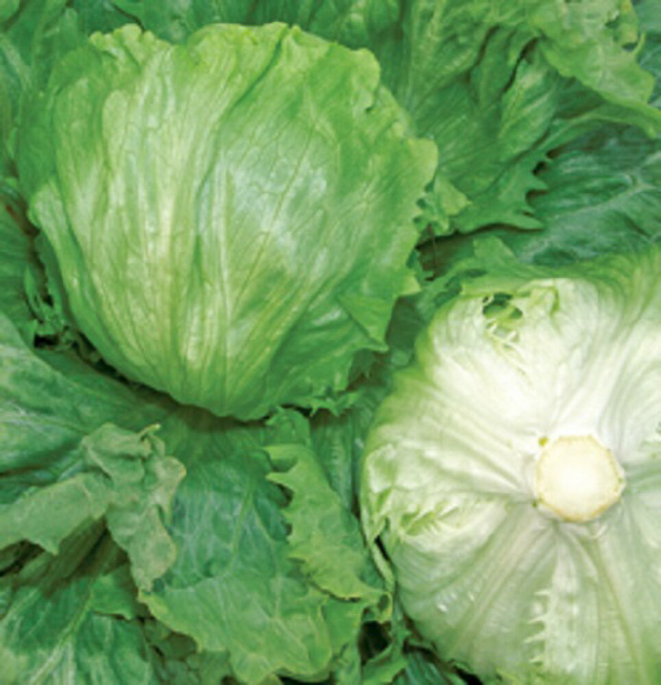 樂天商城 - レタス ビッグガイ タキイ育成 L5千粒5センR レタス【タキイ 種 たね タネ】【通常5倍 5のつく日はポイント10倍】