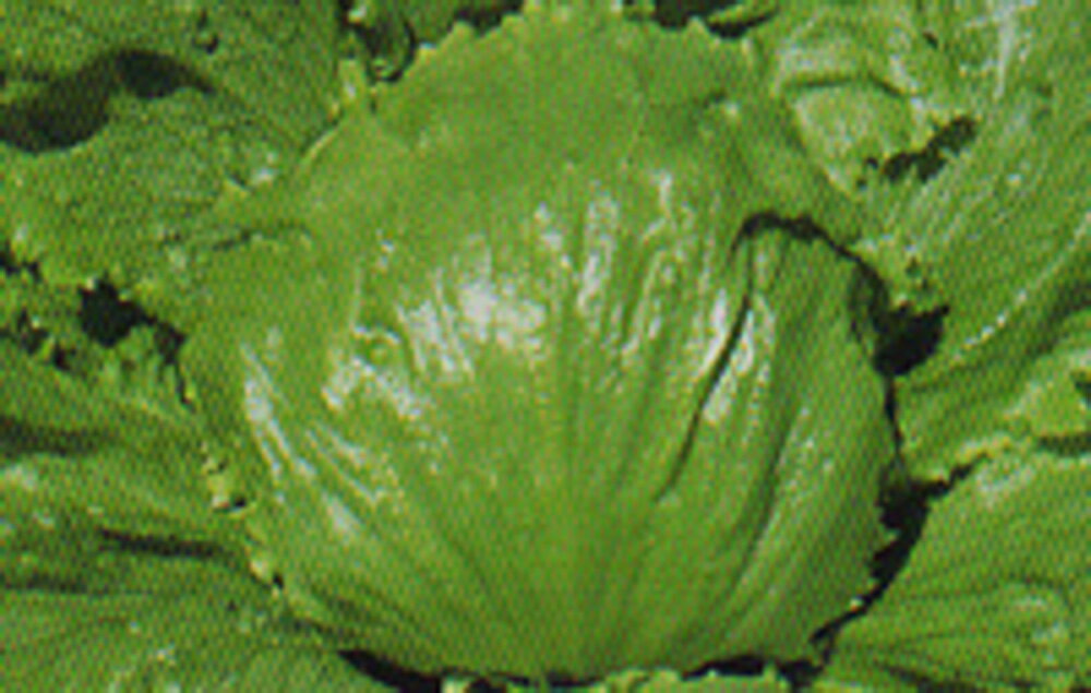 冬どりで形状安定性にすぐれるサリナスタイプの中生種！