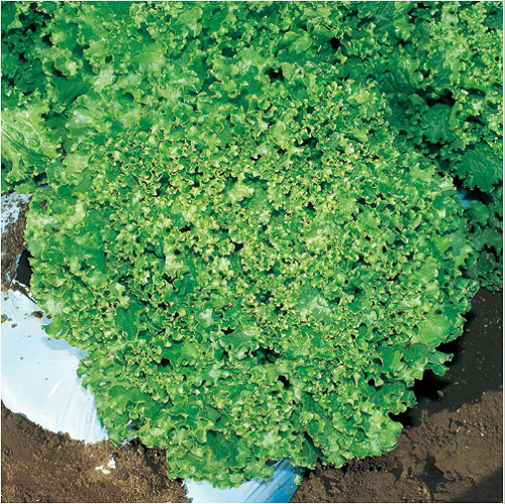 樂天商城 - リーフレタス ダンシング タキイ育成 L5千粒5センR レタス【タキイ 種 たね タネ】【通常5倍 5のつく日はポイント10倍】