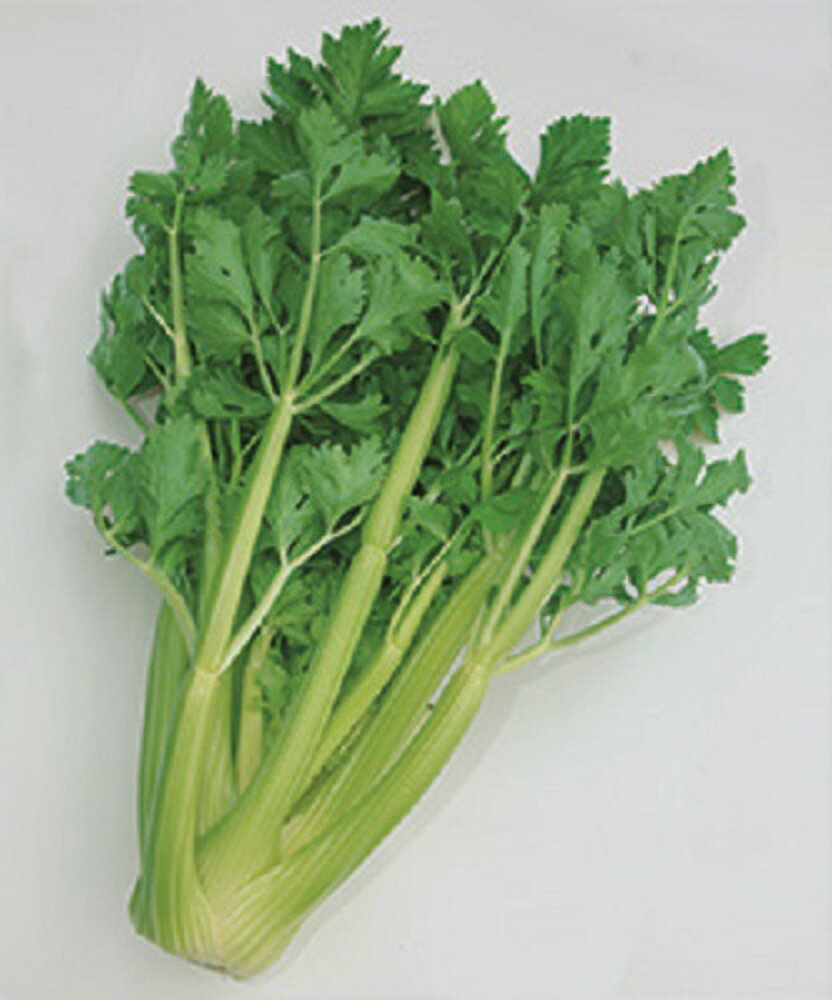 新コーネル619号 セルリー20ml パセリ【タキイ 種 たね タネ】【通常5倍 5のつく日はポイント10倍】