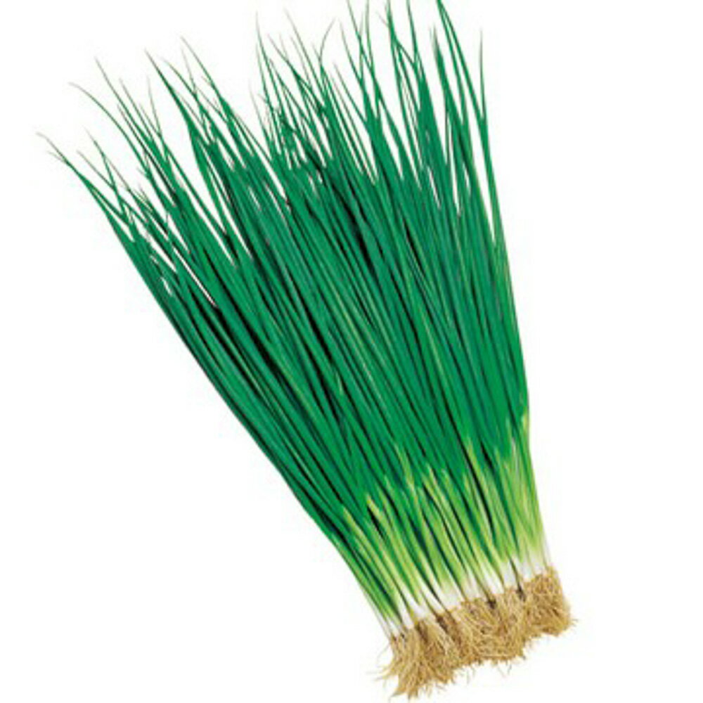 樂天商城 - 小春葱 タキイ交配 1lパック1L 葱 ネギ ねぎ【タキイ 種 たね タネ】【通常5倍 5のつく日はポイント10倍】