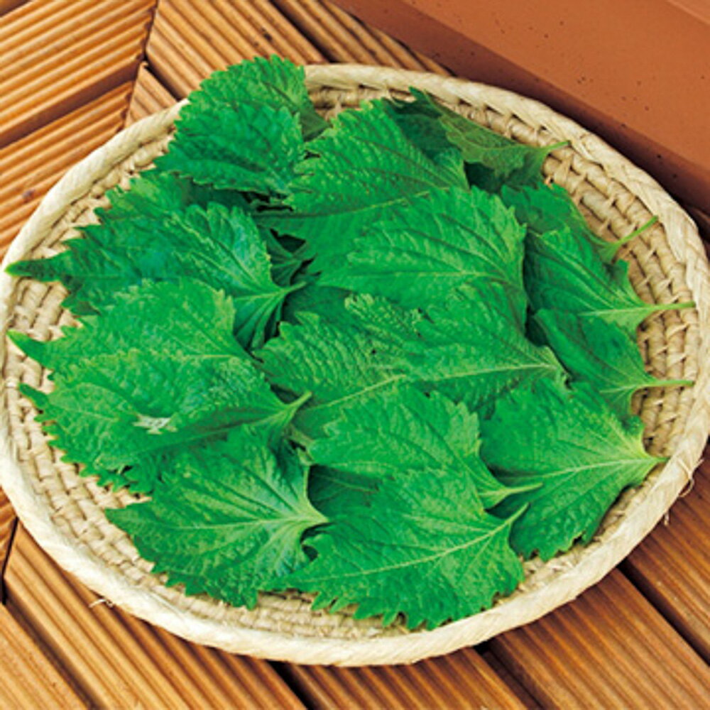 樂天商城 - 青しそ(葉じそ用) 1dl100ml 紫蘇 シソ しそ【タキイ 種 たね タネ】【通常5倍 5のつく日はポイント10倍】