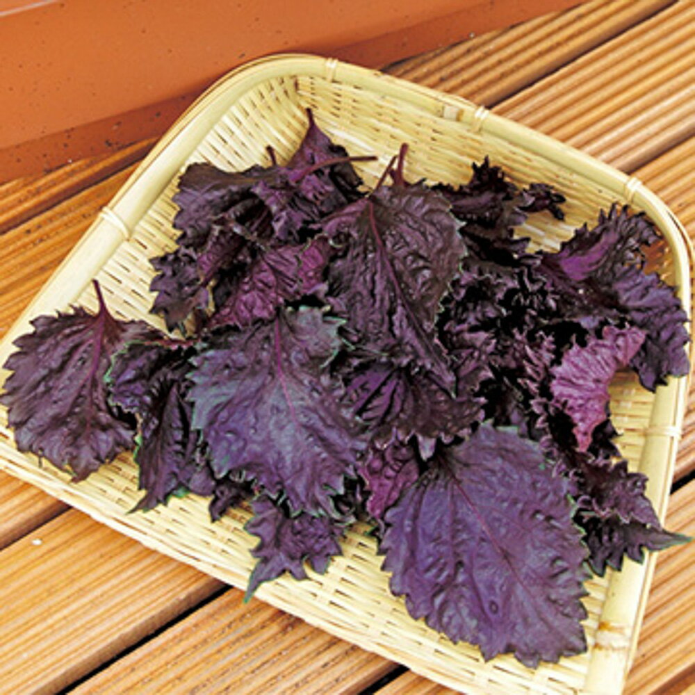 【ポイント5倍 5のつく日は10倍】赤ちりめんしそ 1dl 紫蘇 シソ しそ【タキイ 種 たね タネ】