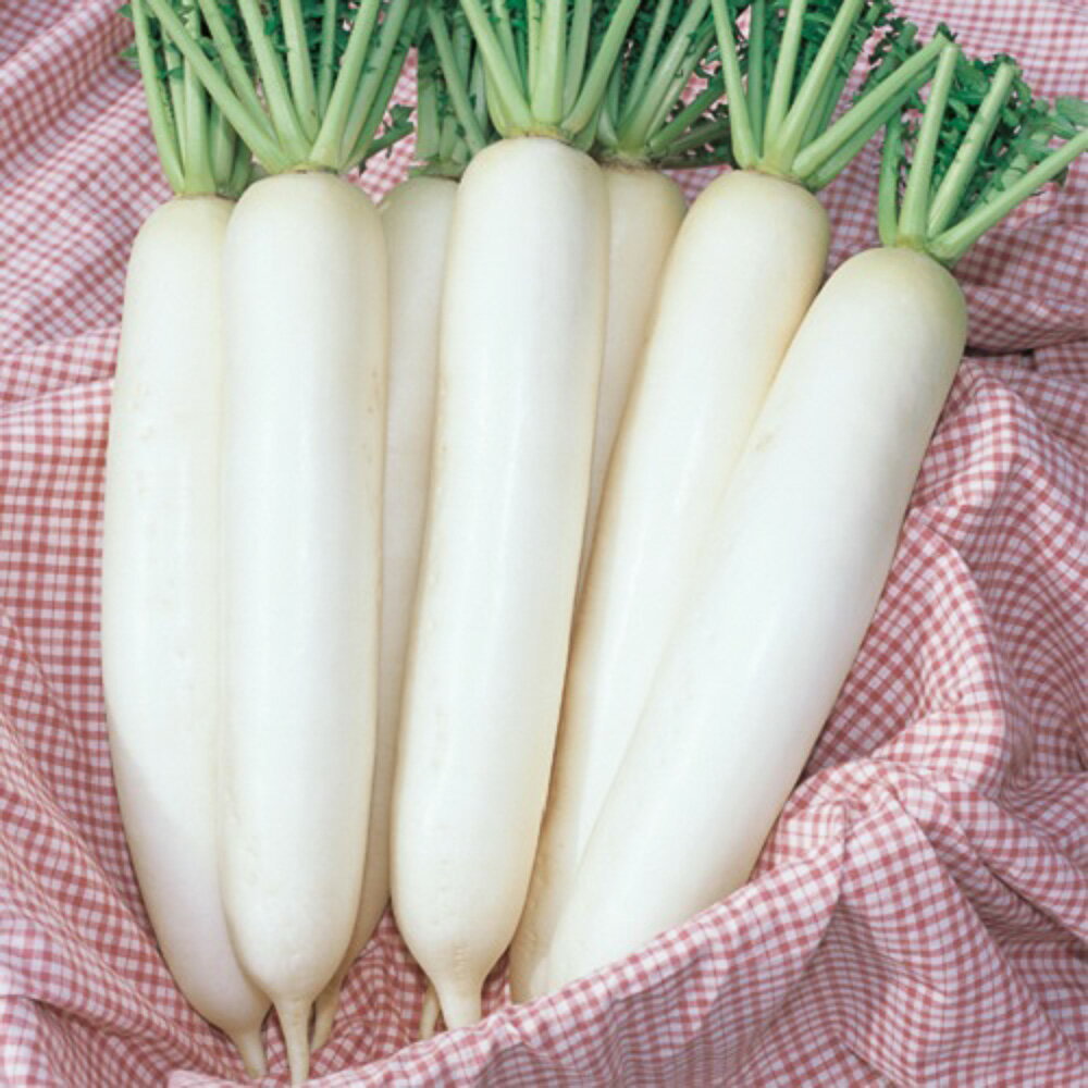 樂天商城 - 健白大根 タキイ交配 2dlスタンドパック200ml 大根 ダイコン だいこん【タキイ 種 たね タネ】【通常5倍 5のつく日はポイント10倍】