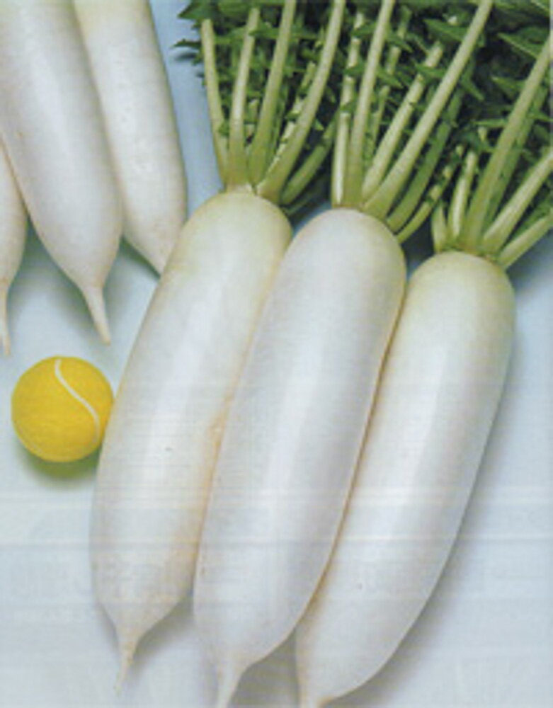 樂天商城 - 三太郎大根 タキイ交配 20ml 大根 ダイコン だいこん【タキイ 種 たね タネ】【通常5倍 5のつく日はポイント10倍】