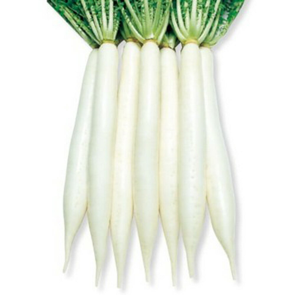 新八洲大根(しんぱち) タキイ交配 2dlスタンドパック200ml 大根 ダイコン だいこん【タキイ 種 たね タ..