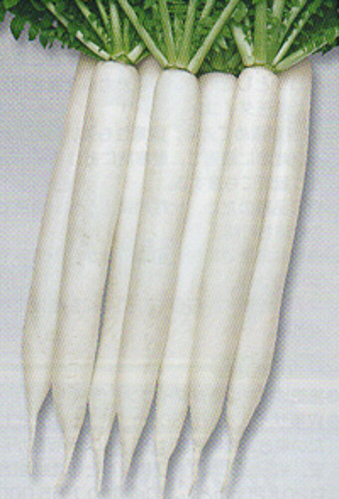 樂天商城 - 白秋大根(しか) タキイ交配 2dlスタンドパック200ml 大根 ダイコン だいこん【タキイ 種 たね タネ】【通常5倍 5のつく日はポイント10倍】