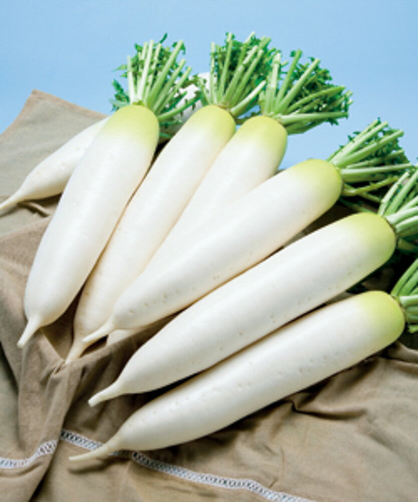 樂天商城 - 初神楽大根 タキイ交配 2dlスタンドパック200ml 大根 ダイコン だいこん【タキイ 種 たね タネ】【通常5倍 5のつく日はポイント10倍】