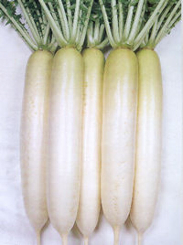 樂天商城 - YRくらま大根(くらま) タキイ交配 2dlスタンドパック200ml 大根 ダイコン だいこん【タキイ 種 たね タネ】【通常5倍 5のつく日はポイント10倍】