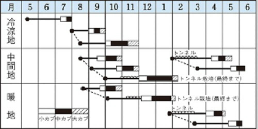 スワン蕪(すわん) タキイ交配 1dlスタンドパック100ml かぶ カブ 蕪【タキイ 種 た...