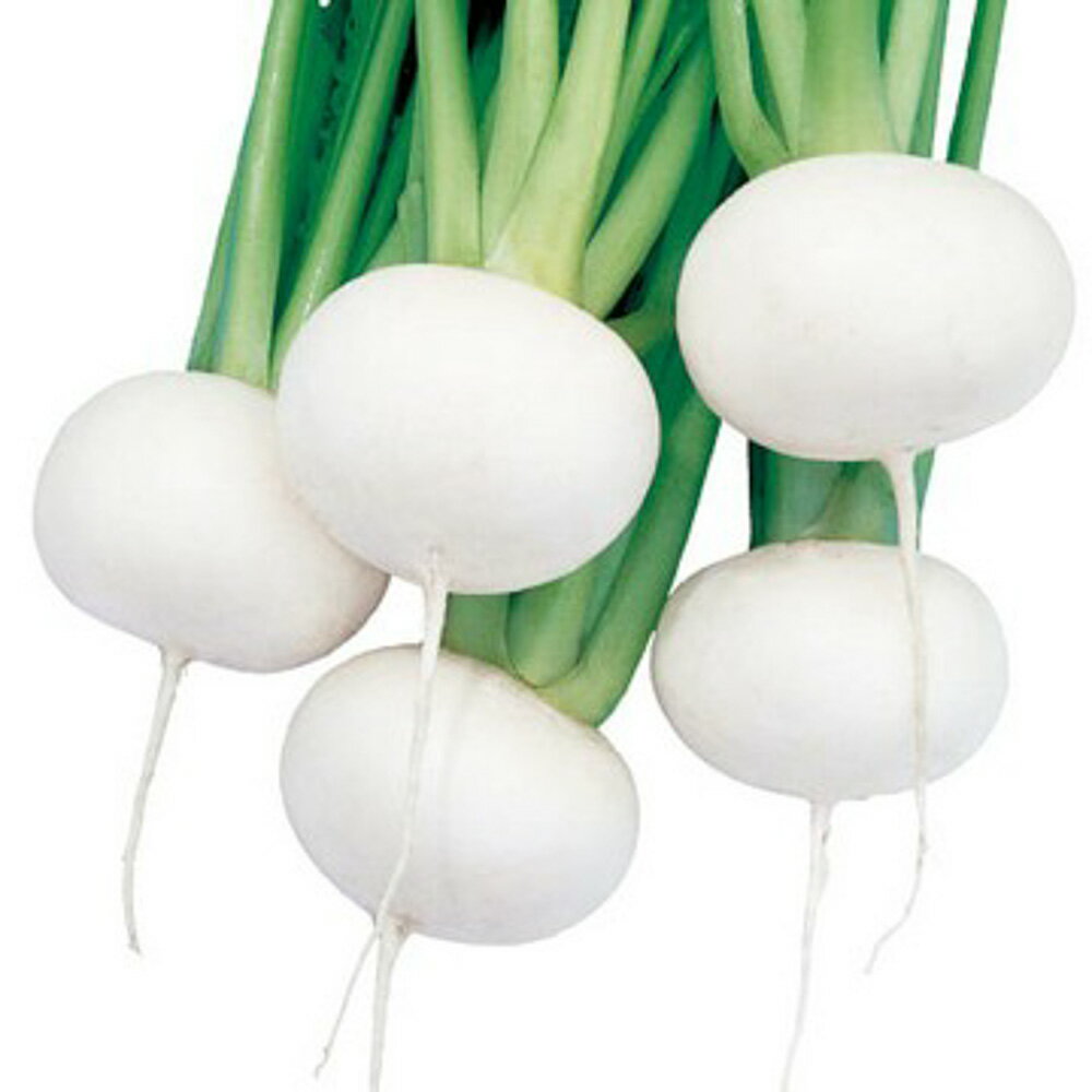 金町小蕪 1dl100ml かぶ カブ 蕪【タキイ 種 たね タネ】【通常5倍 5のつく日はポイント10倍】