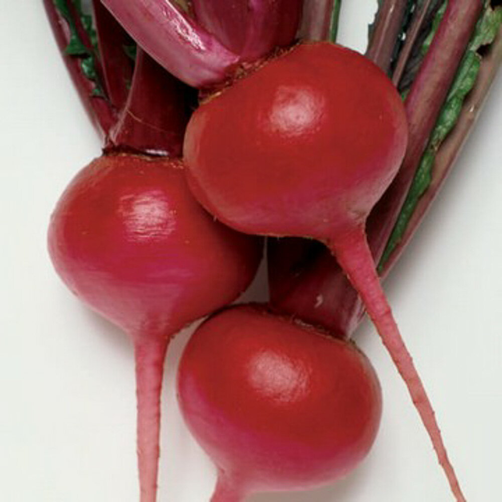 本紅赤丸蕪 1dl かぶ カブ 蕪【タキイ 種 たね タネ】【通常5倍 5のつく日はポイント10倍】