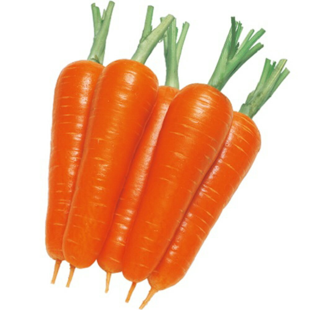 恋ごころ人参 タキイ交配 L1万粒10センR ニンジン にんじん 人参【タキイ 種 たね タネ】【通常5倍 5の..