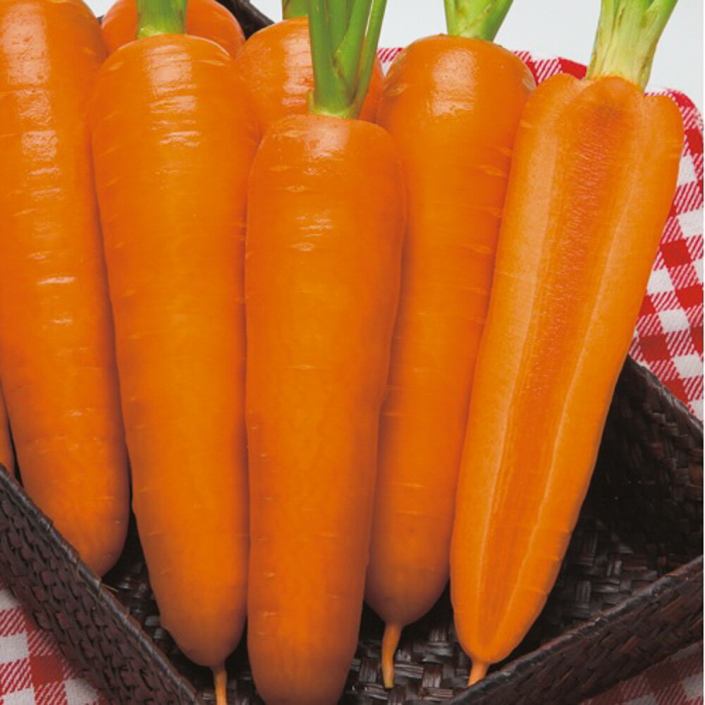 翔馬人参 タキイ交配 L1万粒10センR ニンジン にんじん 人参【タキイ 種 たね タネ】【通常5倍 5のつく..