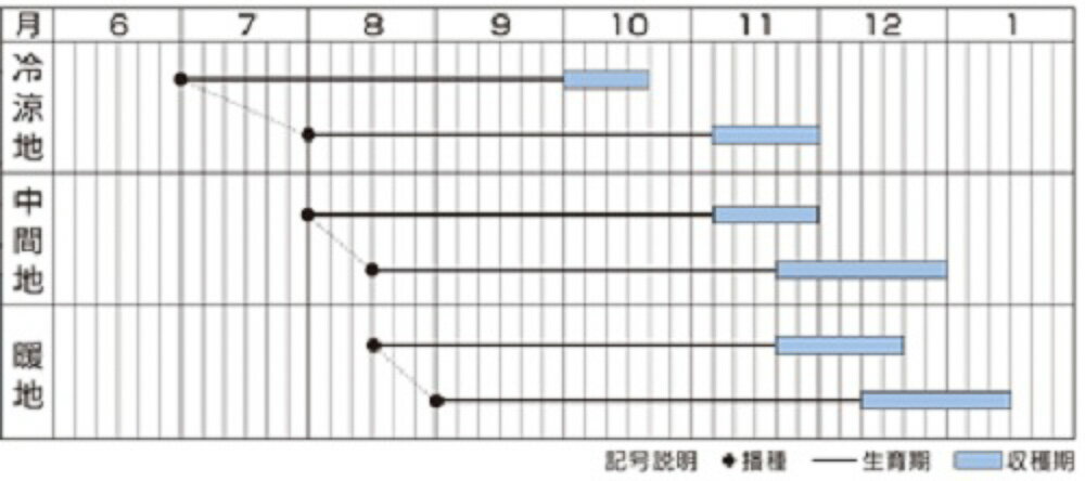 ���Ͽͻ� ���������� L1��γ10����R �˥󥸥� �ˤ󤸤� �ͻ��ڥ����� �� ���� ���ۡ͡��̾�5�� 5�ΤĤ����ϥݥ����10�ܡ�