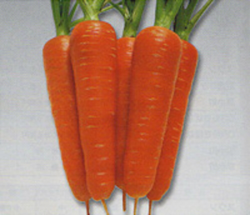 ●耐暑性にすぐれ、草勢が強く生育旺盛で作りやすい年内〜冬どりの五寸ニンジン。