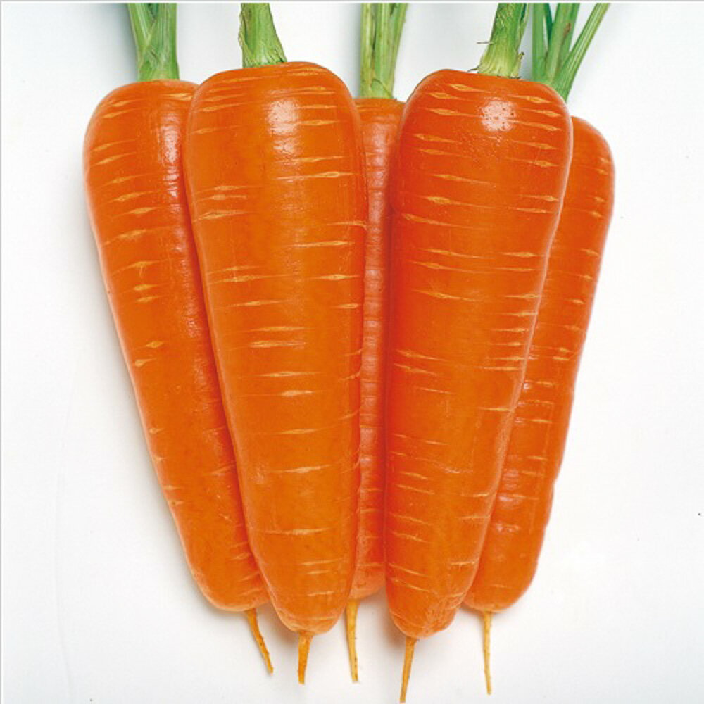 樂天商城 - 陽州五寸人参 タキイ交配 L1万粒10センR ニンジン にんじん 人参【タキイ 種 たね タネ】【通常5倍 5のつく日はポイント10倍】