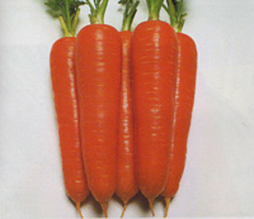 樂天商城 - 陽明五寸人参(ひひ) タキイ交配 2dlスタンドパック200ml ニンジン にんじん 人参【タキイ 種 たね タネ】【通常5倍 5のつく日はポイント10倍】