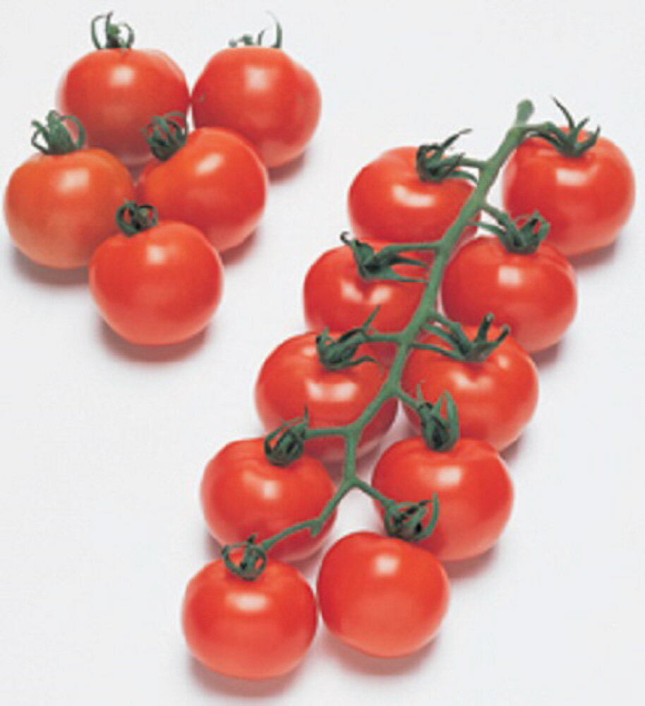 フルティカトマト タキイ交配 PVP 1000粒1センR トマト とまと 蕃茄