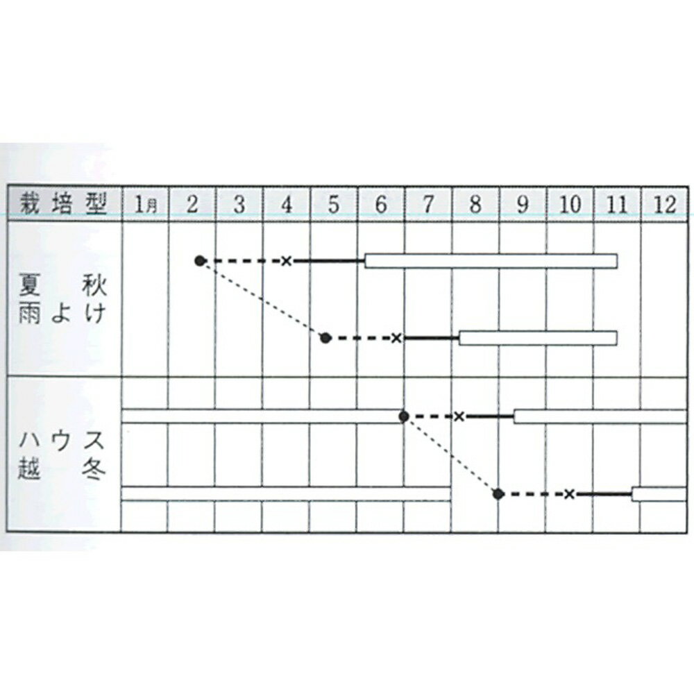 フルティカトマト タキイ交配 PVP 1000粒1センR トマト とまと 蕃茄【タキイ 種 たね タネ】【通常5倍 5のつく日はポイント10倍】 2