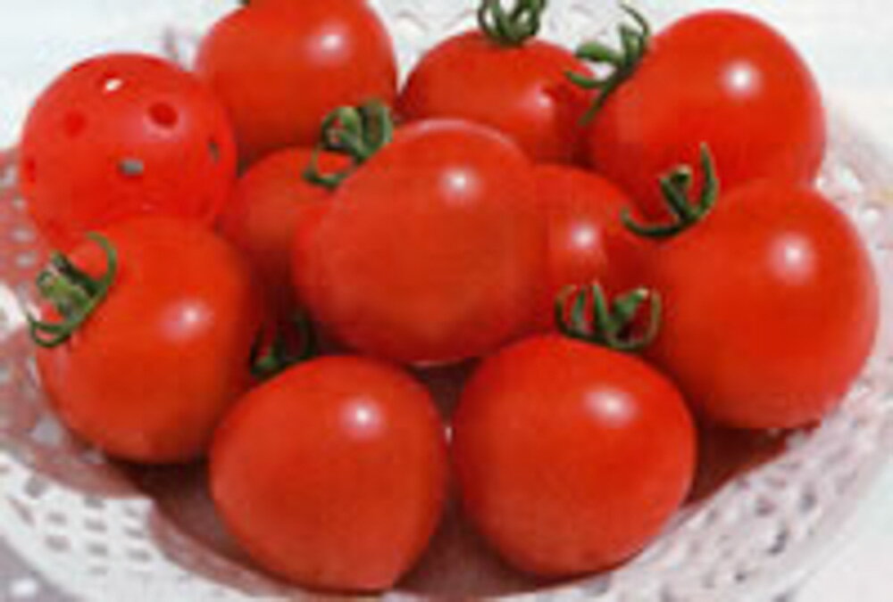 ルイ60トマト タキイ交配 1000粒1センR トマト とまと 蕃茄【タキイ 種 たね タネ】【通常5倍 5のつく日はポイント10倍】