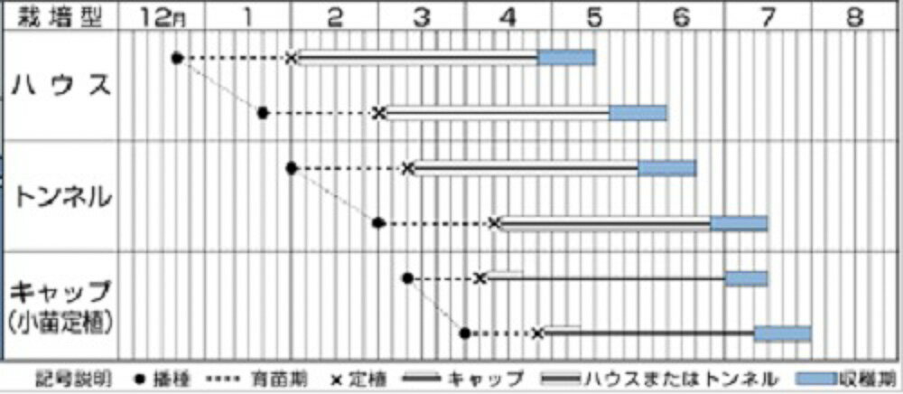 ほっこり133南瓜 タキイ交配 500粒500R 南瓜 カボチャ かぼちゃ【タキイ 種 たね ...